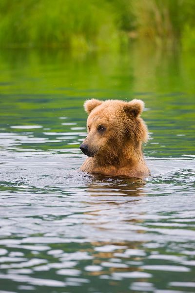 Su, Keren 아티스트의 Brown Bear standing in Brooks River-Katmai National Park-Alaska-USA작품입니다.